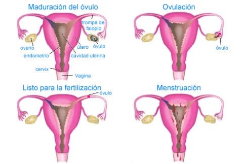 Disorders in menstruation: causes, types and treatments